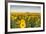 Sunflower Field in Morning Light in Michigan, North Dakota, USA-Chuck Haney-Framed Photographic Print