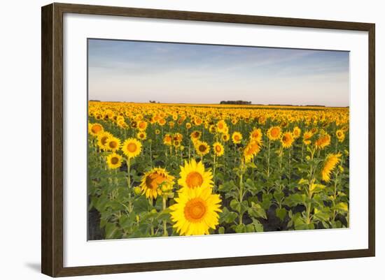 Sunflower Field in Morning Light in Michigan, North Dakota, USA-Chuck Haney-Framed Photographic Print