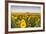 Sunflower Field in Morning Light in Michigan, North Dakota, USA-Chuck Haney-Framed Photographic Print