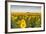 Sunflower Field in Morning Light in Michigan, North Dakota, USA-Chuck Haney-Framed Photographic Print