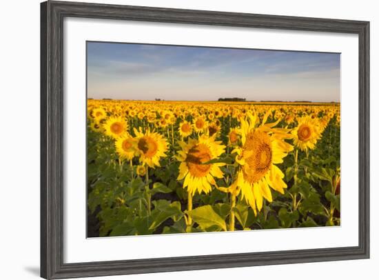 Sunflower Field in Morning Light in Michigan, North Dakota, USA-Chuck Haney-Framed Photographic Print