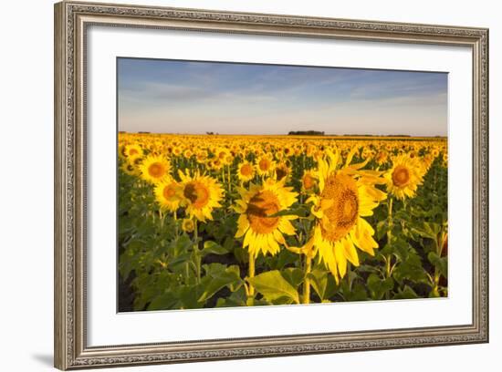 Sunflower Field in Morning Light in Michigan, North Dakota, USA-Chuck Haney-Framed Photographic Print