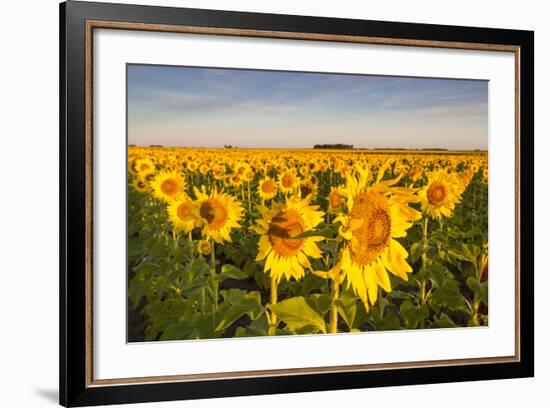 Sunflower Field in Morning Light in Michigan, North Dakota, USA-Chuck Haney-Framed Photographic Print