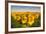 Sunflower Field in Morning Light in Michigan, North Dakota, USA-Chuck Haney-Framed Photographic Print