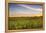 Sunflower Field in Morning Light in Michigan, North Dakota, USA-Chuck Haney-Framed Premier Image Canvas