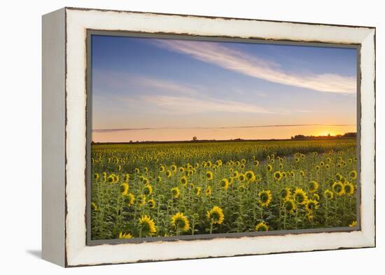 Sunflower Field in Morning Light in Michigan, North Dakota, USA-Chuck Haney-Framed Premier Image Canvas