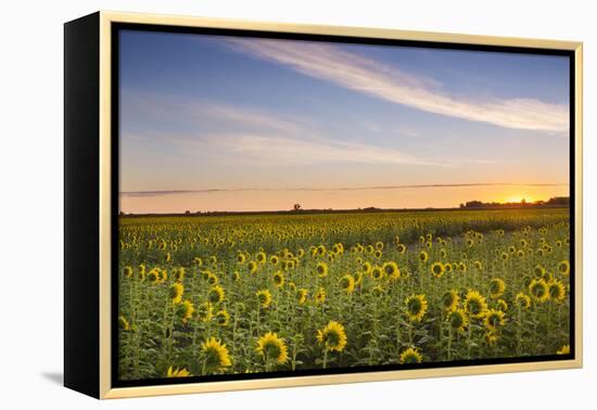 Sunflower Field in Morning Light in Michigan, North Dakota, USA-Chuck Haney-Framed Premier Image Canvas