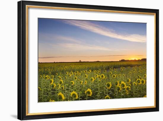 Sunflower Field in Morning Light in Michigan, North Dakota, USA-Chuck Haney-Framed Photographic Print