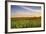 Sunflower Field in Morning Light in Michigan, North Dakota, USA-Chuck Haney-Framed Photographic Print