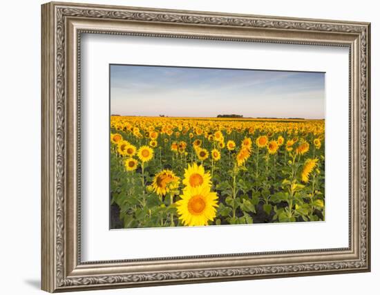 Sunflower Field in Morning Light in Michigan, North Dakota, USA-Chuck Haney-Framed Photographic Print