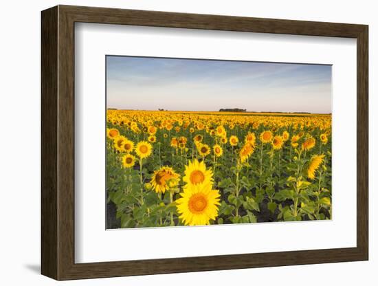 Sunflower Field in Morning Light in Michigan, North Dakota, USA-Chuck Haney-Framed Photographic Print