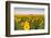 Sunflower Field in Morning Light in Michigan, North Dakota, USA-Chuck Haney-Framed Photographic Print