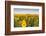 Sunflower Field in Morning Light in Michigan, North Dakota, USA-Chuck Haney-Framed Photographic Print