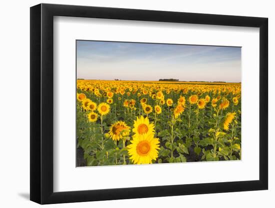 Sunflower Field in Morning Light in Michigan, North Dakota, USA-Chuck Haney-Framed Photographic Print