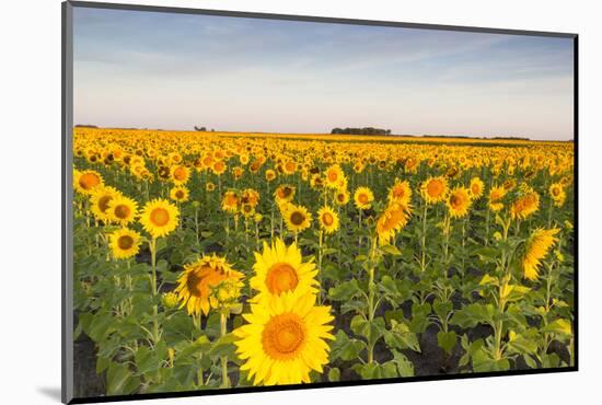 Sunflower Field in Morning Light in Michigan, North Dakota, USA-Chuck Haney-Mounted Photographic Print