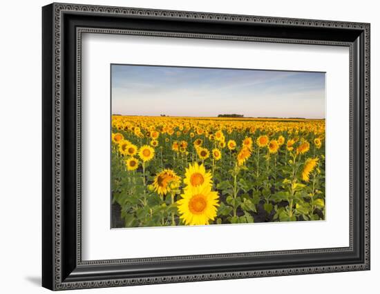 Sunflower Field in Morning Light in Michigan, North Dakota, USA-Chuck Haney-Framed Photographic Print