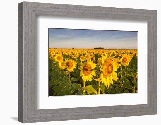 Sunflower Field in Morning Light in Michigan, North Dakota, USA-Chuck Haney-Framed Photographic Print