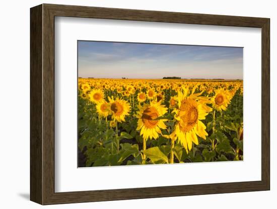 Sunflower Field in Morning Light in Michigan, North Dakota, USA-Chuck Haney-Framed Photographic Print