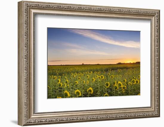 Sunflower Field in Morning Light in Michigan, North Dakota, USA-Chuck Haney-Framed Photographic Print