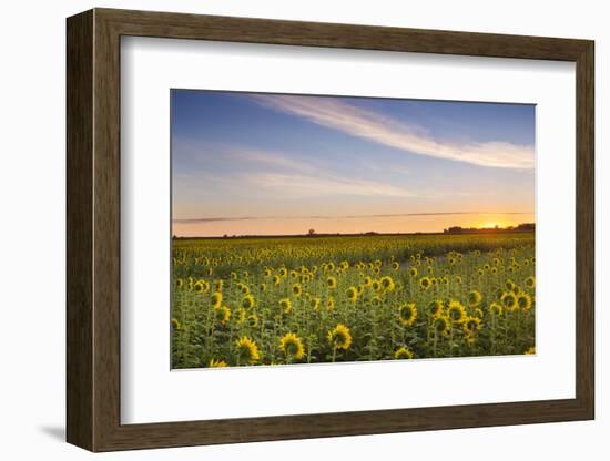 Sunflower Field in Morning Light in Michigan, North Dakota, USA-Chuck Haney-Framed Photographic Print