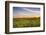 Sunflower Field in Morning Light in Michigan, North Dakota, USA-Chuck Haney-Framed Photographic Print