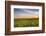 Sunflower Field in Morning Light in Michigan, North Dakota, USA-Chuck Haney-Framed Photographic Print