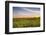 Sunflower Field in Morning Light in Michigan, North Dakota, USA-Chuck Haney-Framed Photographic Print
