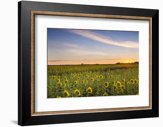 Sunflower Field in Morning Light in Michigan, North Dakota, USA-Chuck Haney-Framed Photographic Print