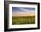 Sunflower Field in Morning Light in Michigan, North Dakota, USA-Chuck Haney-Framed Photographic Print