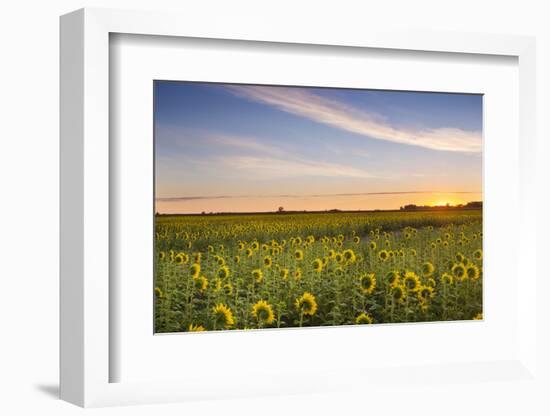 Sunflower Field in Morning Light in Michigan, North Dakota, USA-Chuck Haney-Framed Photographic Print