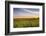 Sunflower Field in Morning Light in Michigan, North Dakota, USA-Chuck Haney-Framed Photographic Print