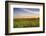 Sunflower Field in Morning Light in Michigan, North Dakota, USA-Chuck Haney-Framed Photographic Print