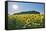 Sunflower field in summer with sun, Guentersleben, Franconia, Bavaria, Germany-Raimund Linke-Framed Stretched Canvas