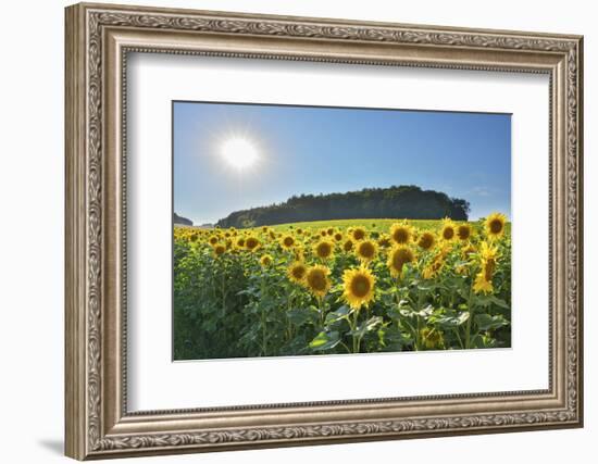 Sunflower field in summer with sun, Guentersleben, Franconia, Bavaria, Germany-Raimund Linke-Framed Photographic Print