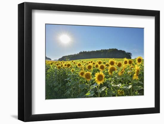 Sunflower field in summer with sun, Guentersleben, Franconia, Bavaria, Germany-Raimund Linke-Framed Photographic Print