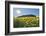 Sunflower field in summer with sun, Guentersleben, Franconia, Bavaria, Germany-Raimund Linke-Framed Photographic Print