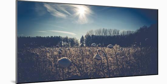 Sunflower field in winter-Mandy Stegen-Mounted Photographic Print