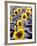 Sunflower Field, Jamestown, North Dakota, USA-Bill Bachmann-Framed Photographic Print