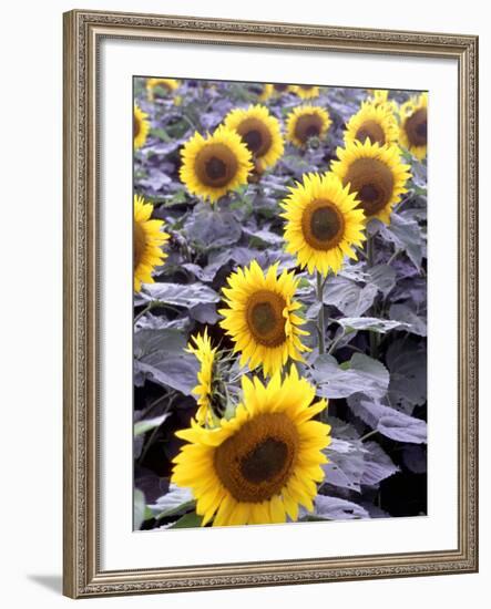 Sunflower Field, Jamestown, North Dakota, USA-Bill Bachmann-Framed Photographic Print