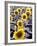 Sunflower Field, Jamestown, North Dakota, USA-Bill Bachmann-Framed Photographic Print