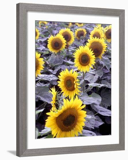 Sunflower Field, Jamestown, North Dakota, USA-Bill Bachmann-Framed Photographic Print