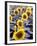 Sunflower Field, Jamestown, North Dakota, USA-Bill Bachmann-Framed Photographic Print