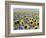 Sunflower Field, Jamestown, North Dakota, USA-Bill Bachmann-Framed Photographic Print