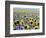 Sunflower Field, Jamestown, North Dakota, USA-Bill Bachmann-Framed Photographic Print