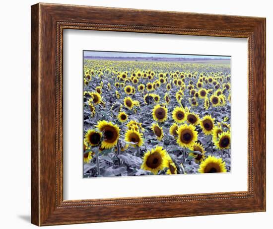 Sunflower Field, Jamestown, North Dakota, USA-Bill Bachmann-Framed Photographic Print