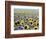 Sunflower Field, Jamestown, North Dakota, USA-Bill Bachmann-Framed Photographic Print