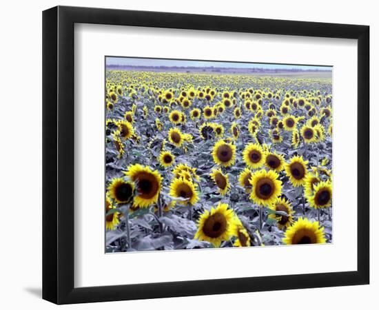 Sunflower Field, Jamestown, North Dakota, USA-Bill Bachmann-Framed Photographic Print