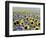 Sunflower Field, Jamestown, North Dakota, USA-Bill Bachmann-Framed Photographic Print