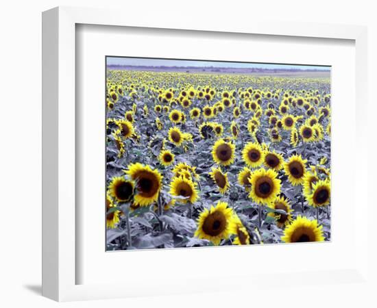 Sunflower Field, Jamestown, North Dakota, USA-Bill Bachmann-Framed Photographic Print