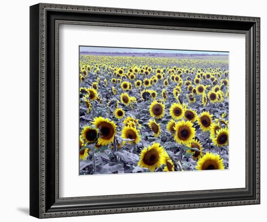 Sunflower Field, Jamestown, North Dakota, USA-Bill Bachmann-Framed Photographic Print